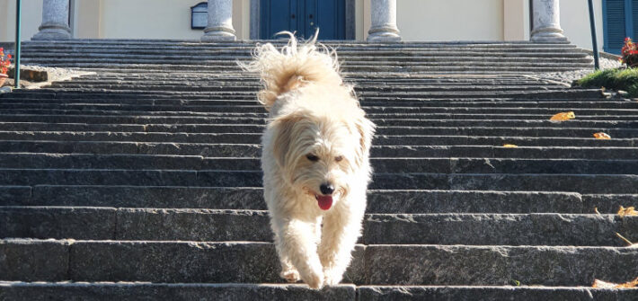 Langweilig ist anders - Polly läuft die langen Treppen vor der Kirche von Monteveccia runter